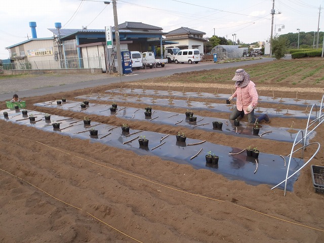 ナスの定植