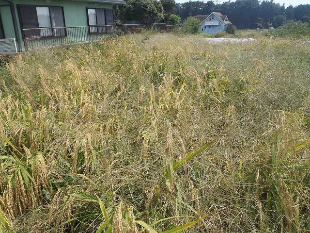 雑草と陸稲